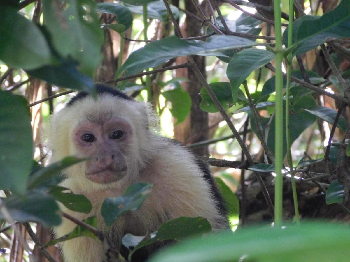 Guayabo Lodge Santa Cruz  Eksteriør billede