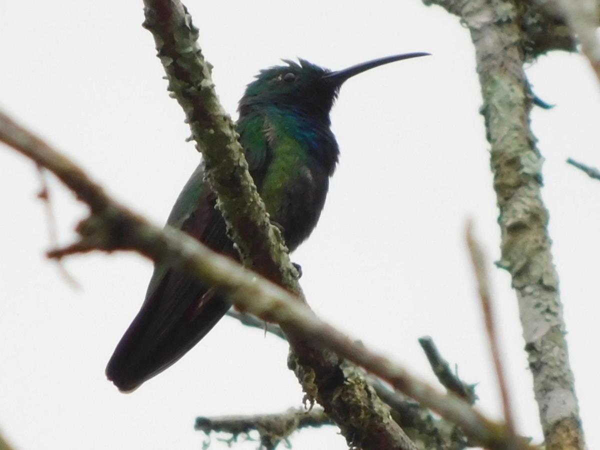 Guayabo Lodge Santa Cruz  Eksteriør billede
